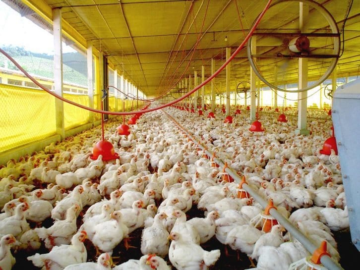 Produção de frango em Santa Catarina - foto de Cidasc/Secom