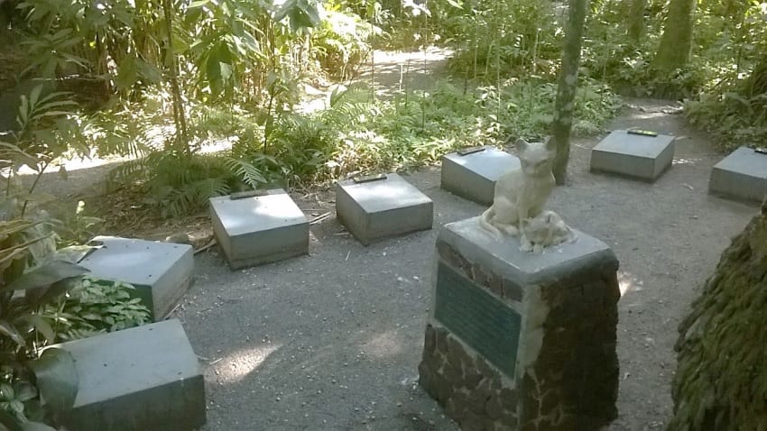 G1 - Cemitério de gatos em SC esconde história de atriz, da fama à clausura  - notícias em Santa Catarina