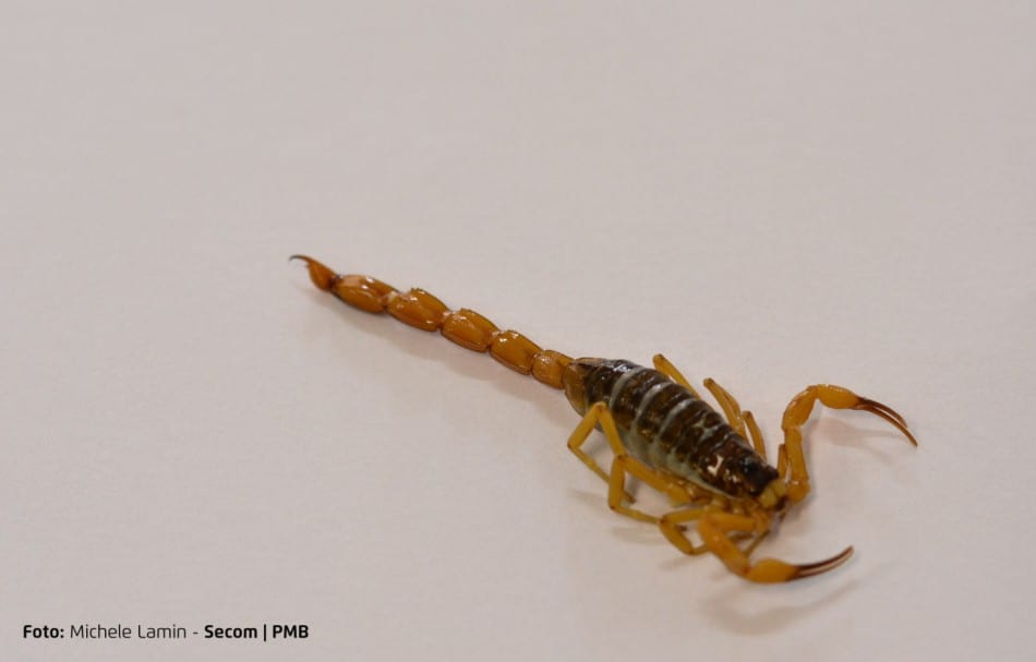 Vigilância alerta para cuidados com o escorpião amarelo em Blumenau (Michele Lamin - PMB)