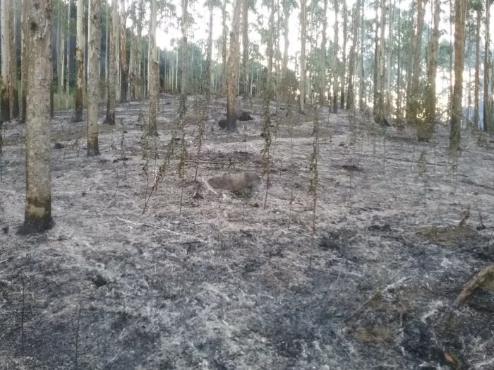 Área afetada por incêndio em Benedito Novo (CBM)