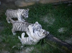 Primeira ninhada de tigre branco nascido no Brasil pode ser vista no Zoo Beto Carrero World - foto de Guma Miranda