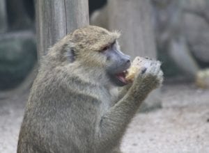 Primata com sorvete no Zoo Pomerode - foto de Erik Mak