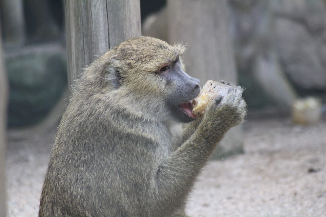 Primata com sorvete no Zoo Pomerode - foto de Erik Mak